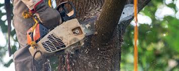 Best Lawn Pest Prevention  in Gig Harbor, WA