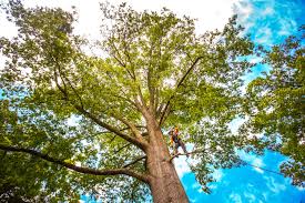 Best Tree Mulching  in Gig Harbor, WA