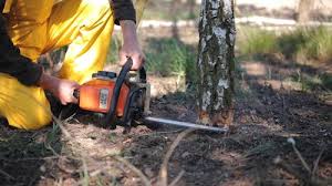 Best Lawn Pest Prevention  in Gig Harbor, WA