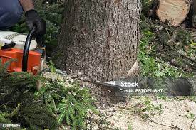 Best Tree Health Inspection  in Gig Harbor, WA