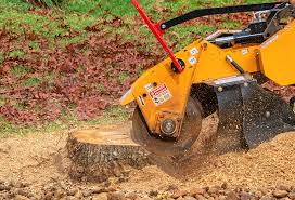 Best Tree Risk Assessment  in Gig Harbor, WA