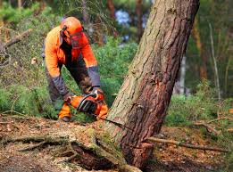 Best Tree Trimming and Pruning  in Gig Harbor, WA