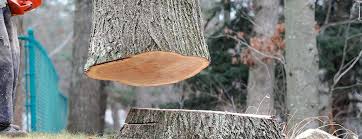 Best Tree Preservation Services  in Gig Harbor, WA