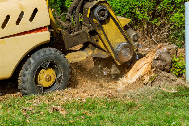 Best Stump Grinding and Removal  in Gig Harbor, WA