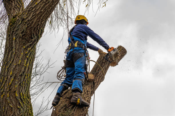 Best Lawn Maintenance Plans  in Gig Harbor, WA