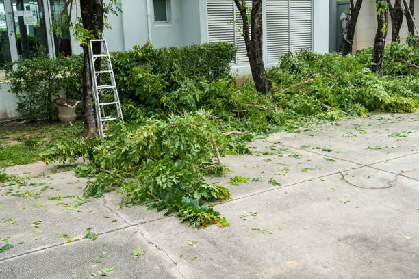 Professional Tree Services in Gig Harbor, WA