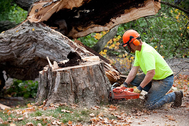 Best Commercial Tree Services  in Gig Harbor, WA