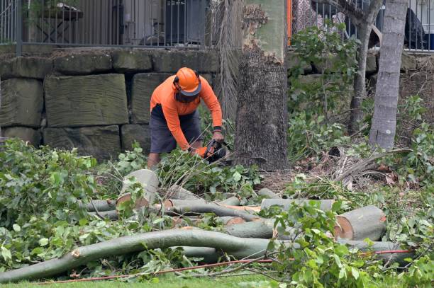  Gig Harbor, WA Tree Services Pros