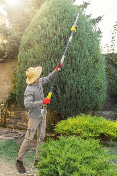 How Our Tree Care Process Works  in  Gig Harbor, WA