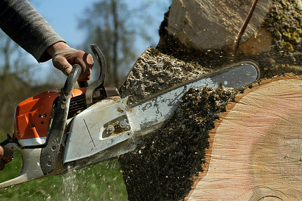 Best Tree Removal  in Gig Harbor, WA