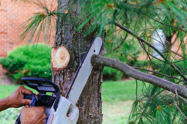 Best Hazardous Tree Removal  in Gig Harbor, WA